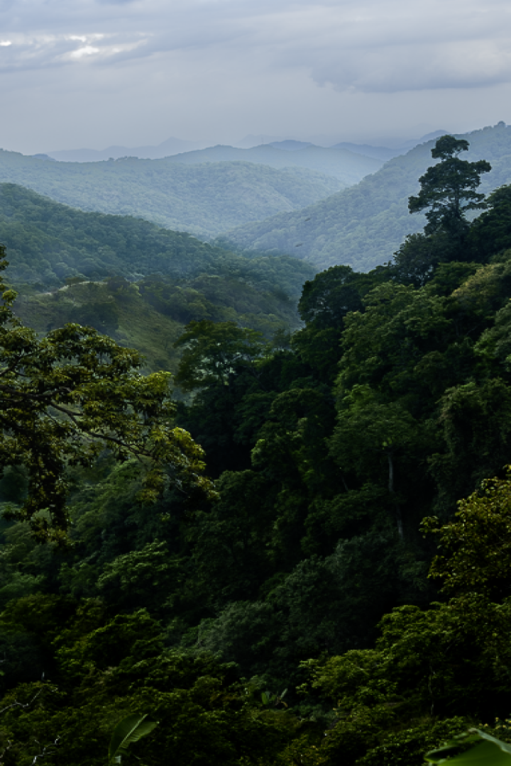 Why Visit Sri Lanka? Beaches, Safaris, Tea Hills & UNESCO Heritage in One Trip.