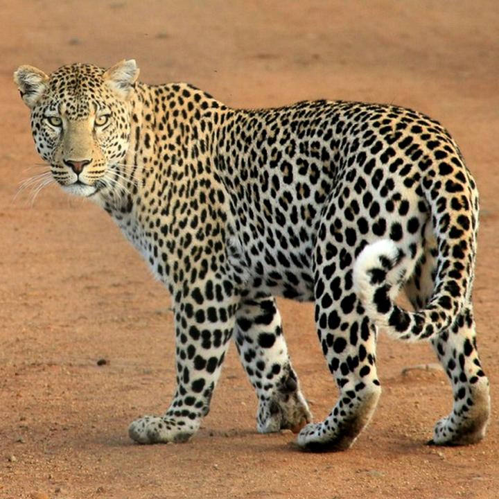 Day 4 – Wilpattu Safari