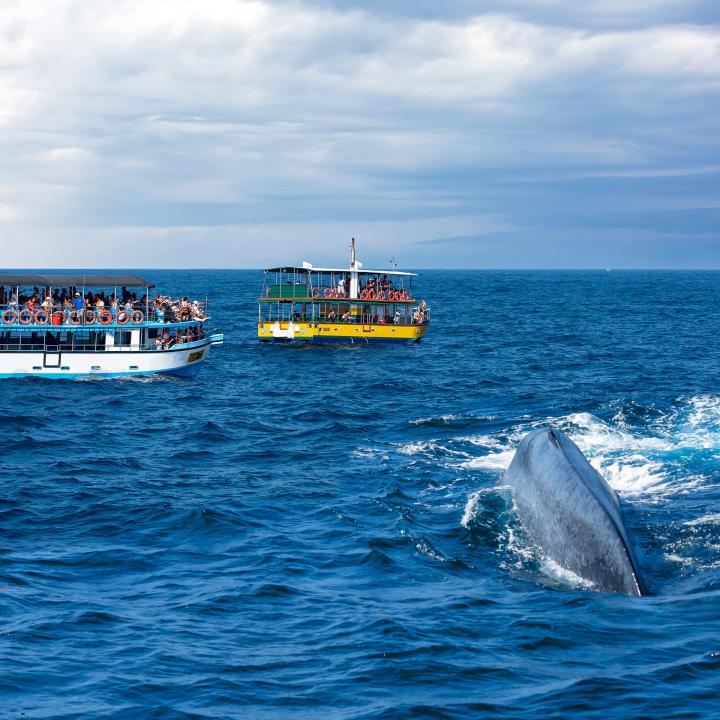 Day 7 & 8 – Miriisa Beach: Where the giants of the ocean roam