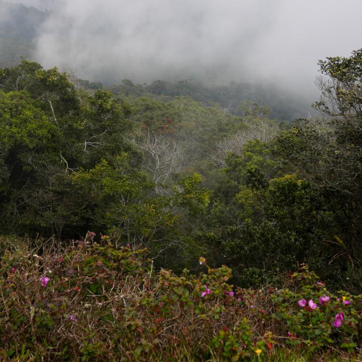 Day 7 – Nuwara Eliya (Horton Plains Trekking)