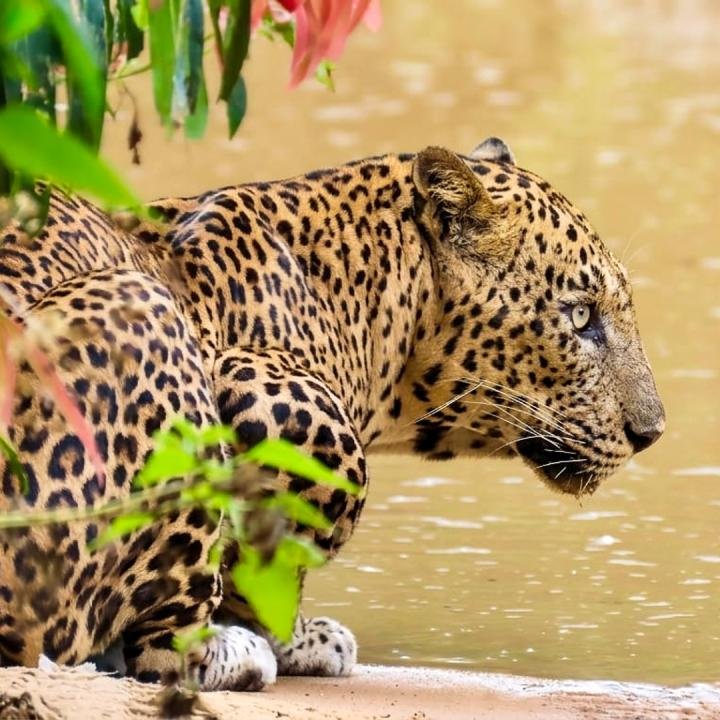 Day 2 – Wilpattu Safari (Full Day)
