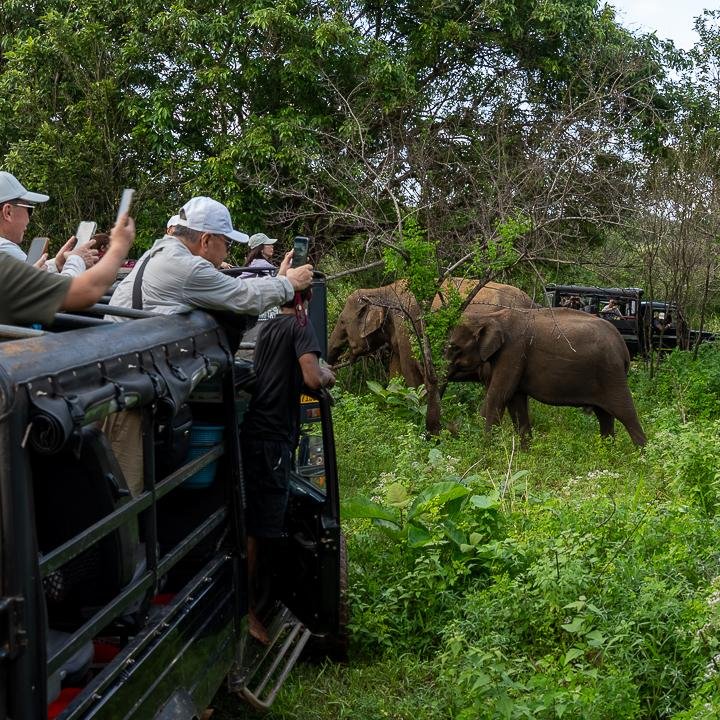 Day 13 – Udawalawe Safari (Full Day)