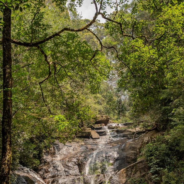 Day 14 – Sinharaja Rain Forest